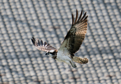 水も滴る、、、