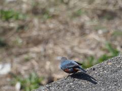 プロキャプチャー10連発