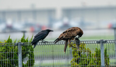 狙ってますｗｗ