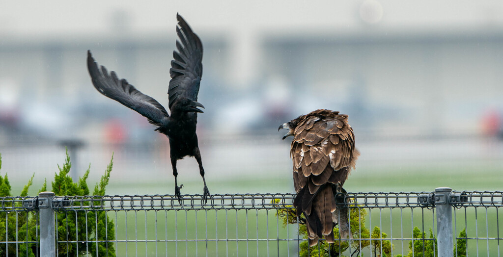 そうはいかの金〇