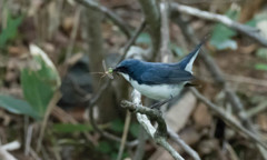 P6180523