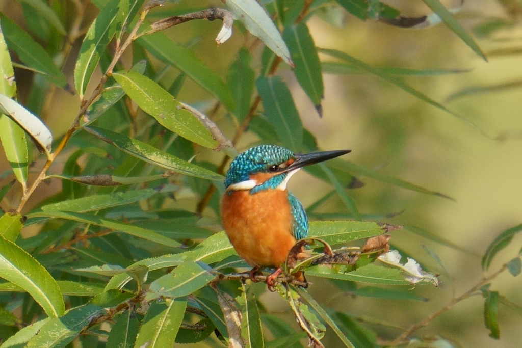 なぜに葉っぱに。。。