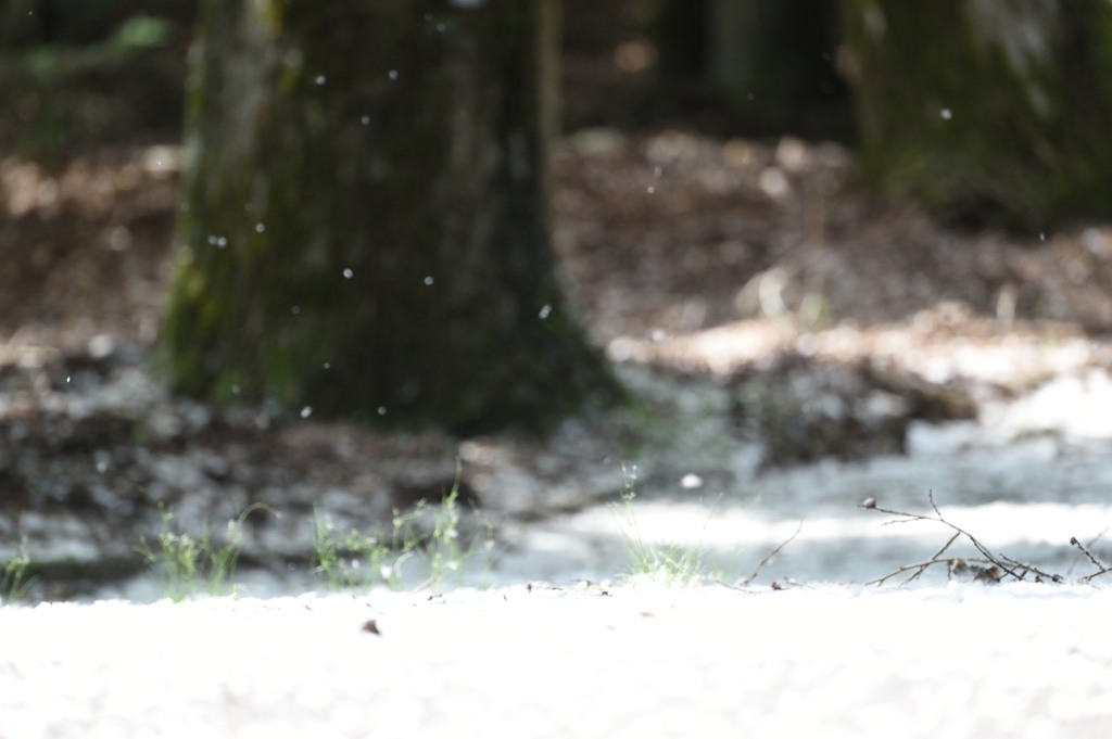 初雪！！！ｗｗｗ