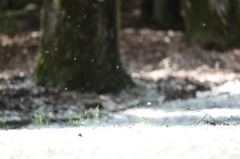 初雪！！！ｗｗｗ