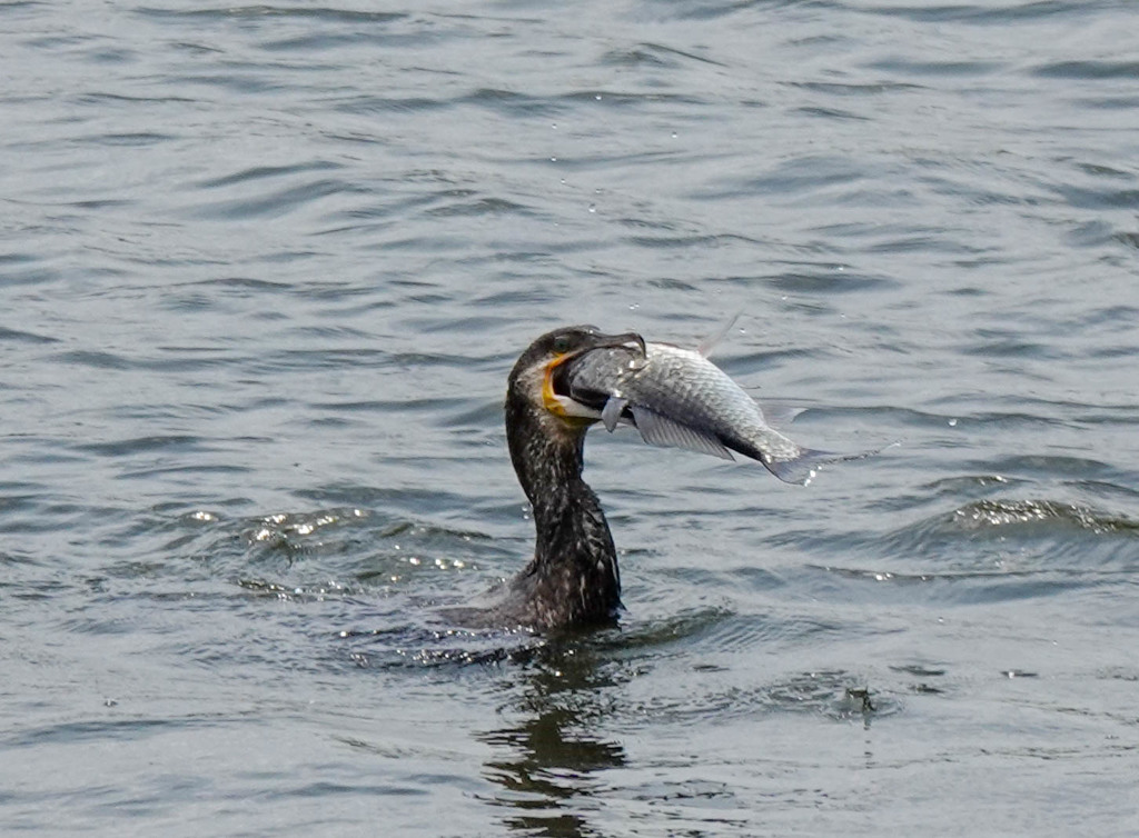 どうみても、、、無理ｗｗ