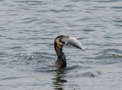 どうみても、、、無理ｗｗ