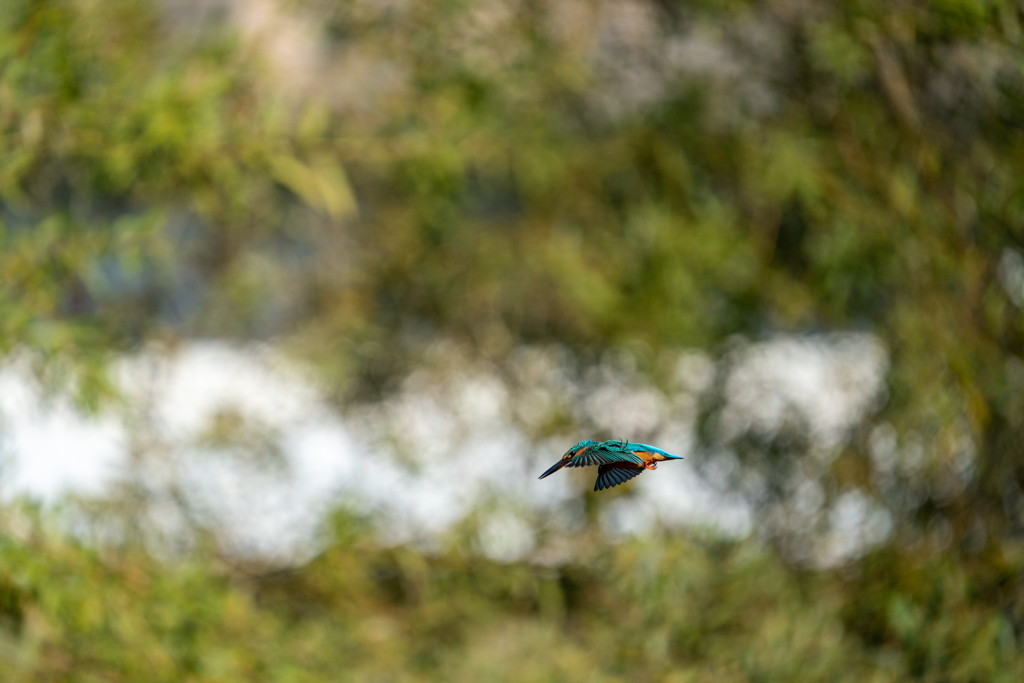 連写　ノートリ