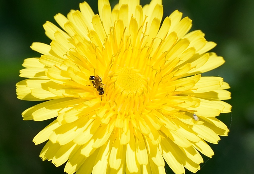 ホーネット・・・ｗｗｗ