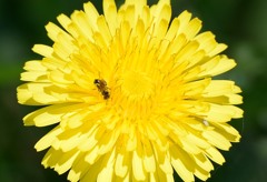 ホーネット・・・ｗｗｗ