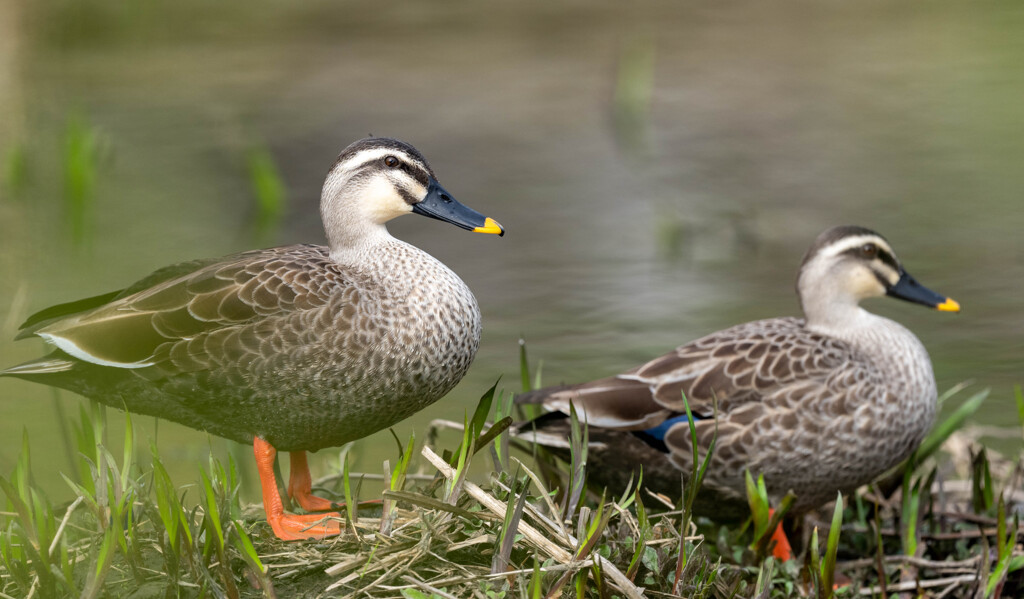 カワセミいない。。。