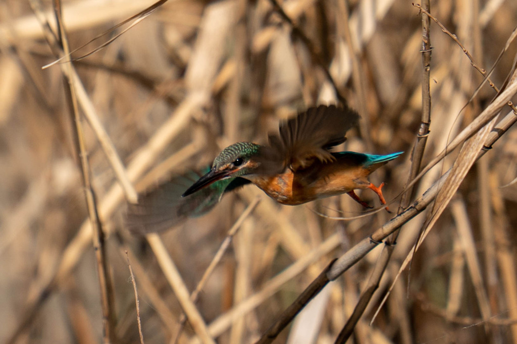こんなマグレがあるので、、、