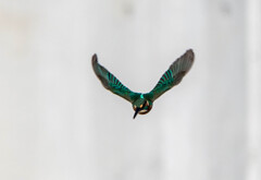 ８か月・・・ぶりに