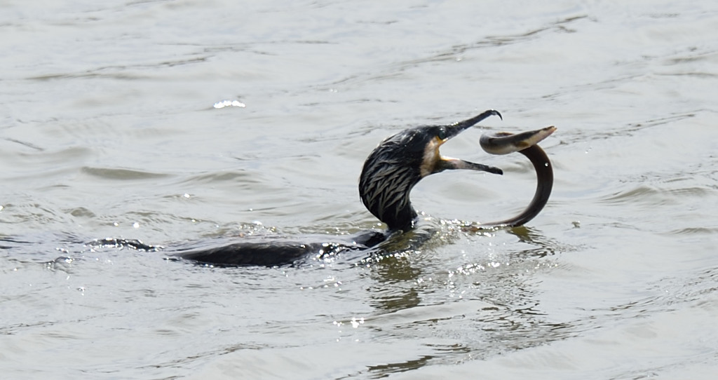 あらよっと！！！