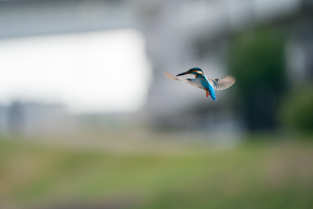 ホバ　ノートリ