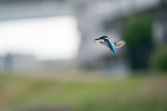 ホバ　ノートリ