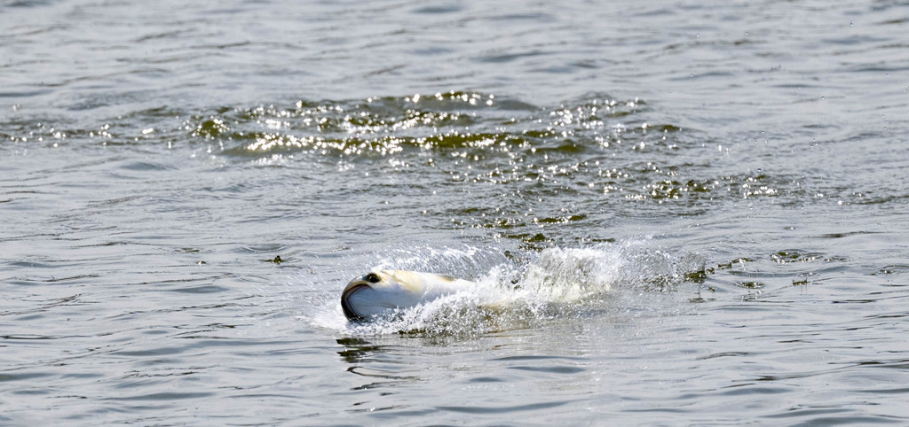 ボラチャレンジ