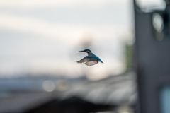 ホバ　ノートリ