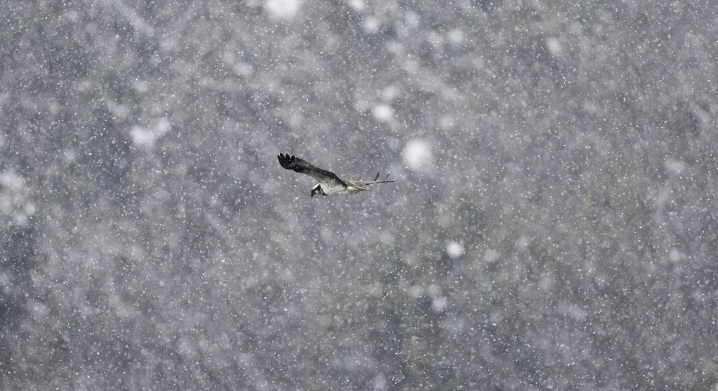 こなーーーゆきぃぃぃ。。