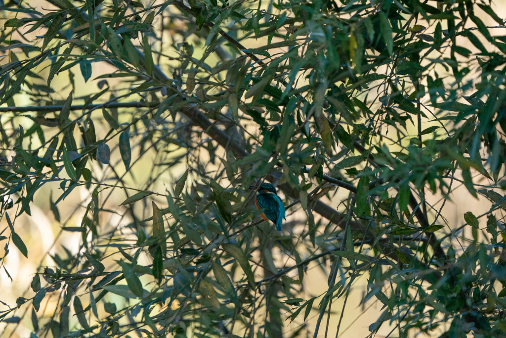 カワセミを探せ・・