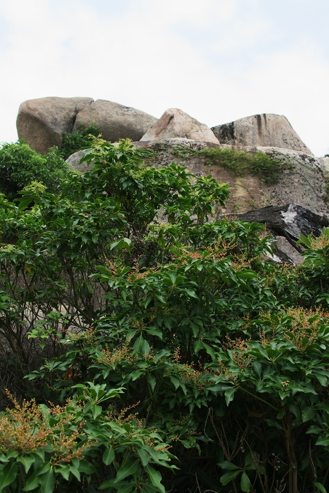 宮島 弥山巨石群