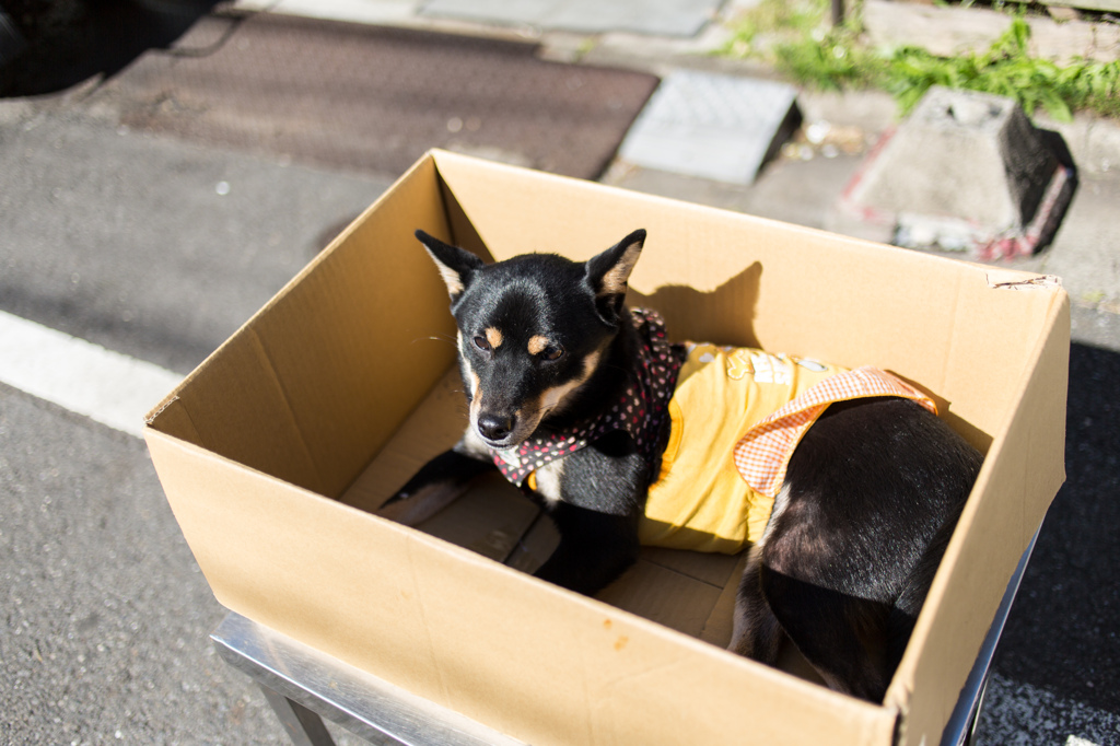 Dog in the box
