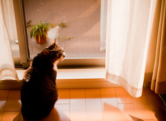 Basking