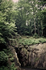 Fantasy forest