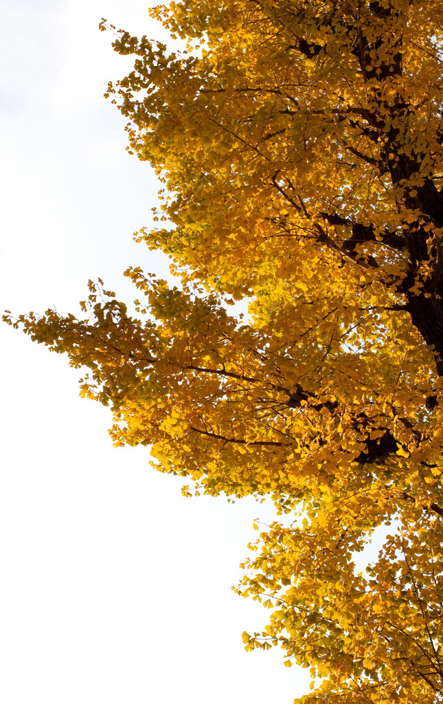 Avenue of gold