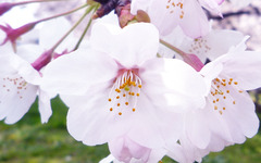 桜　2009