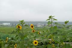 ひまわり　忍野村