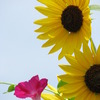 夏の花二点盛り