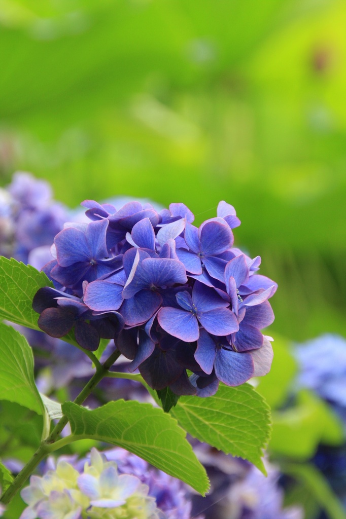 紫陽花