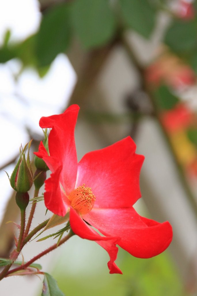 薔薇　カクテル
