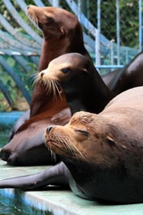 カリフォルニアアシカ　天王寺動物園にて
