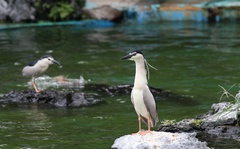 ペンギン（笑）