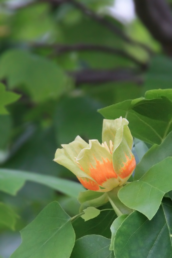 チューリップツリー（ユリノキ）