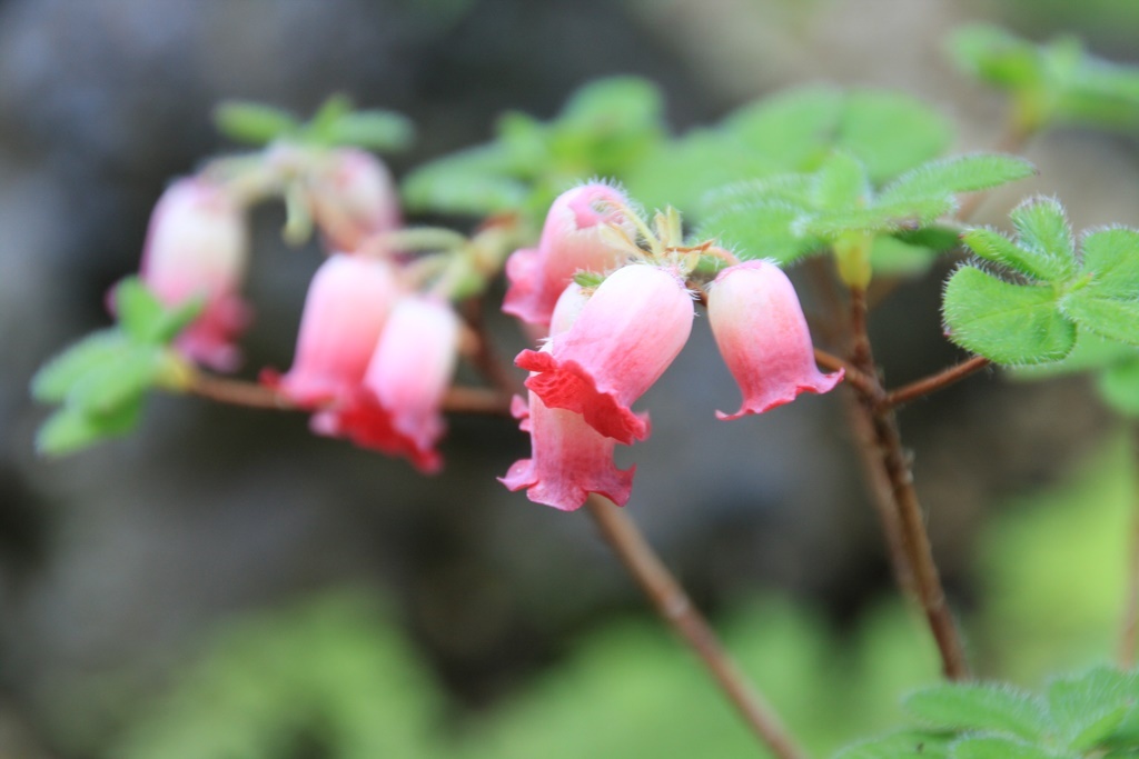 紫釣鐘躑躅　植物園にて