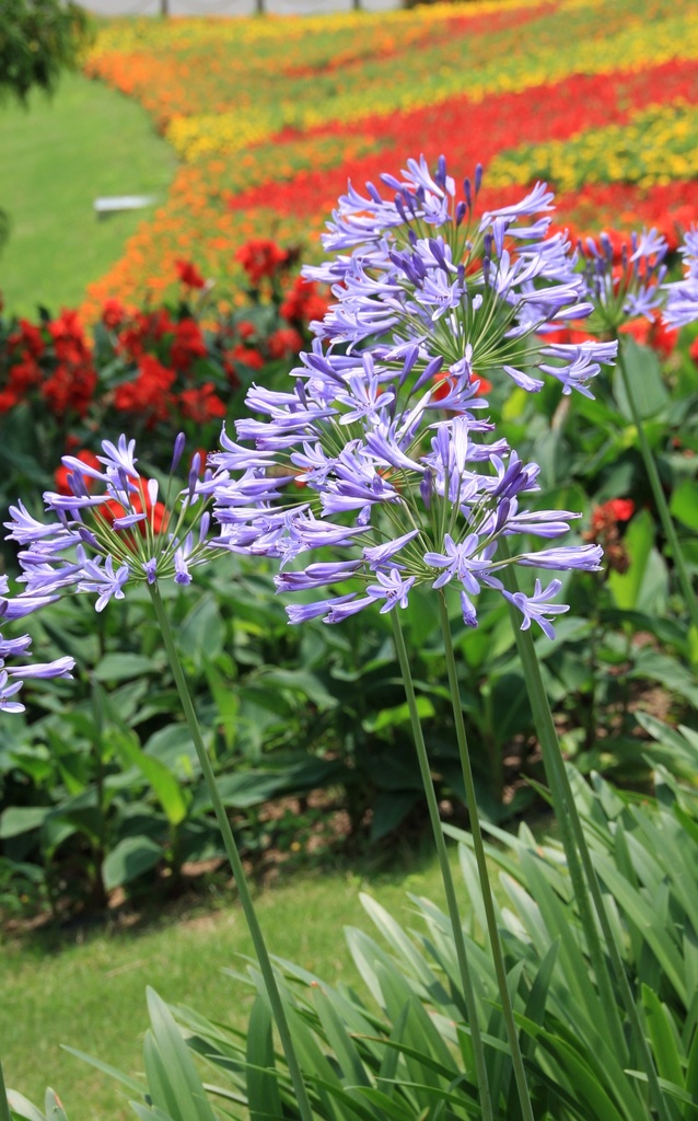 アガパンサス　-1-