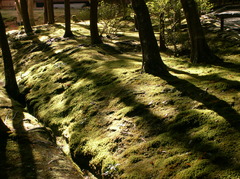京都　秋の苔寺