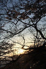 こんな桜も・・・。