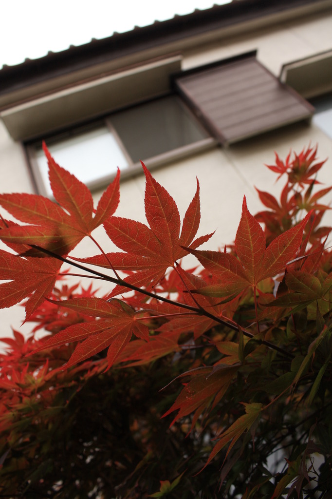 5月紅葉。