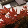 5月紅葉。