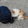 三毛猫