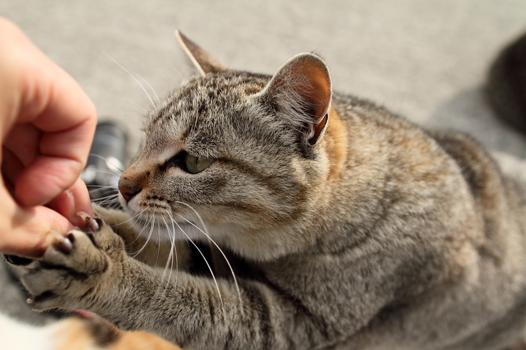 人・猫首脳が初会談