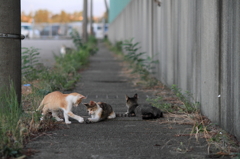 猛暑を生き延びた仔猫