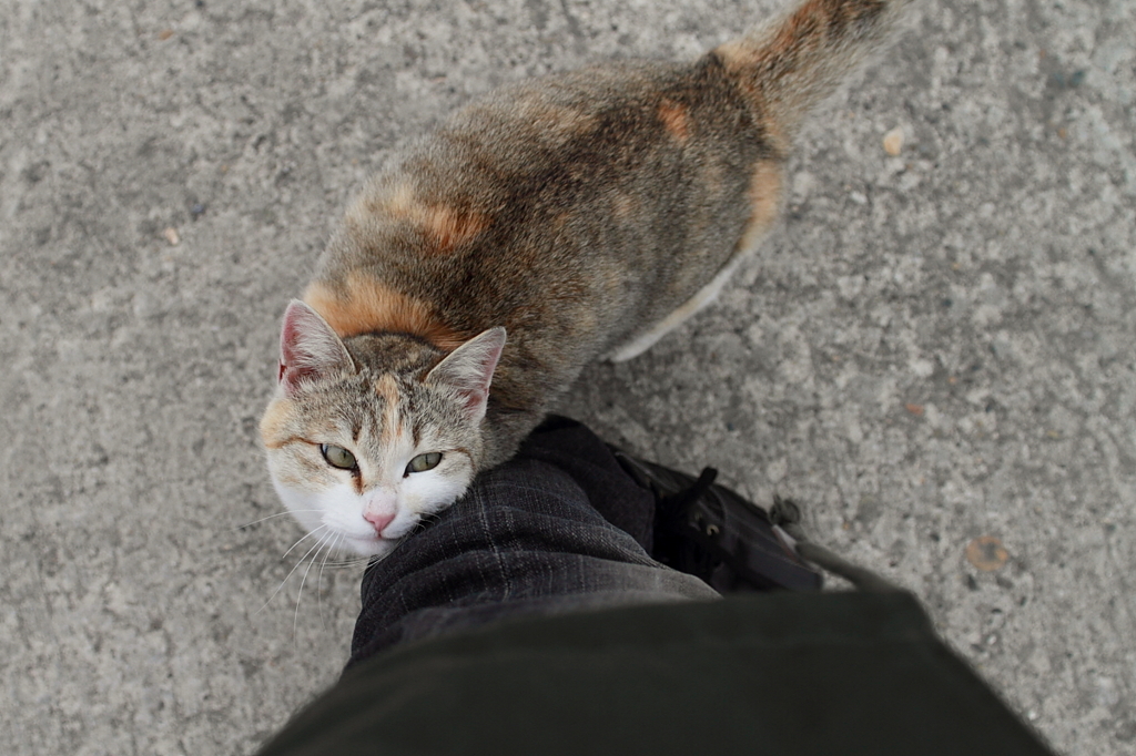 【妹猫】甘ったれさん