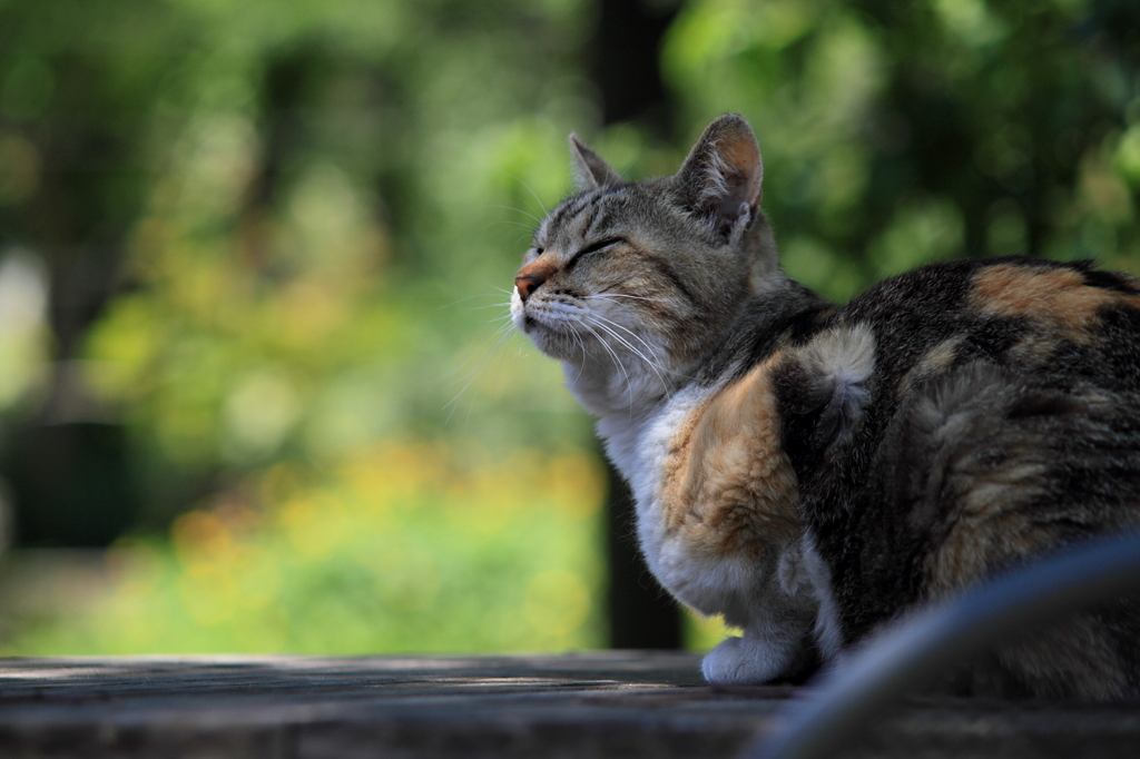 Fresh green cat