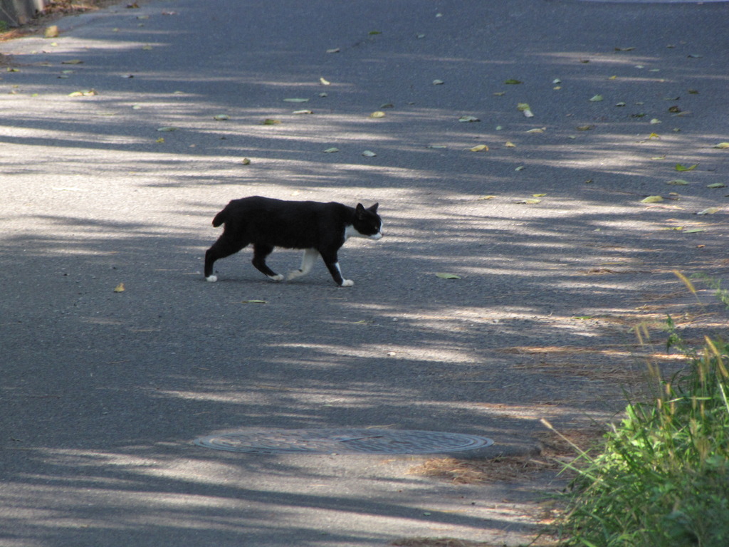 野良ねこ