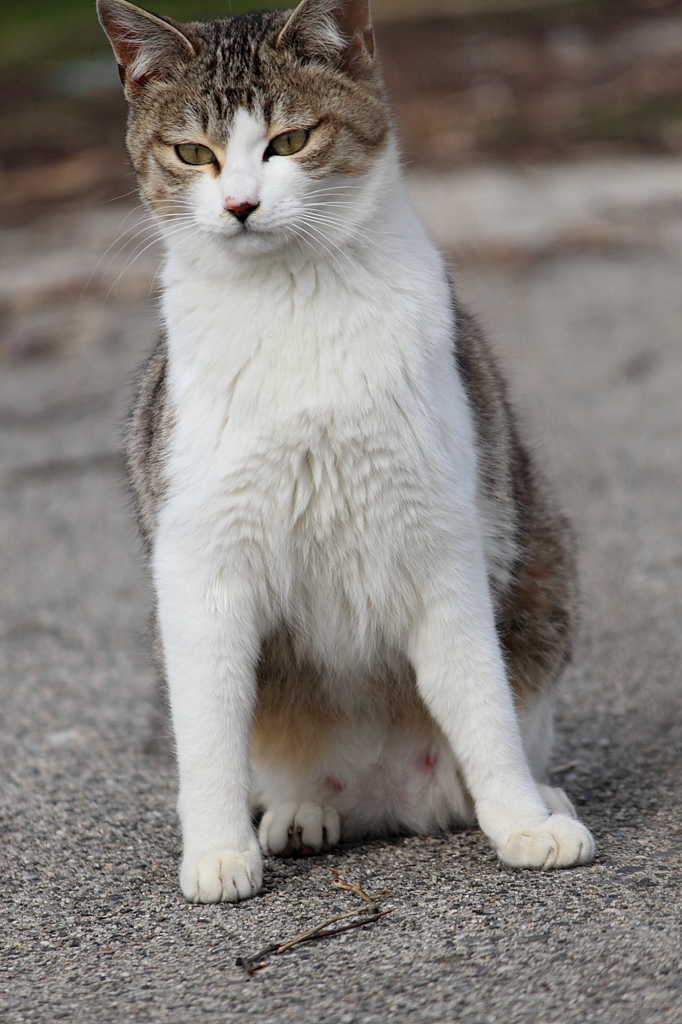 【姉猫】キャリアウーマン