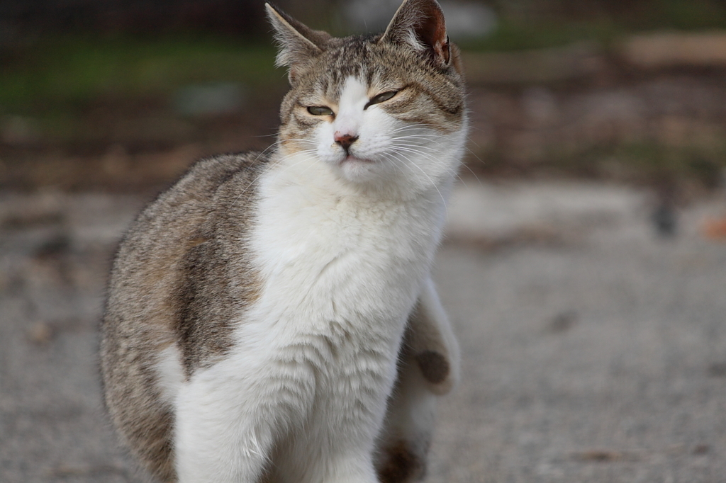 【姉猫】お手入れ欠かせないですわー